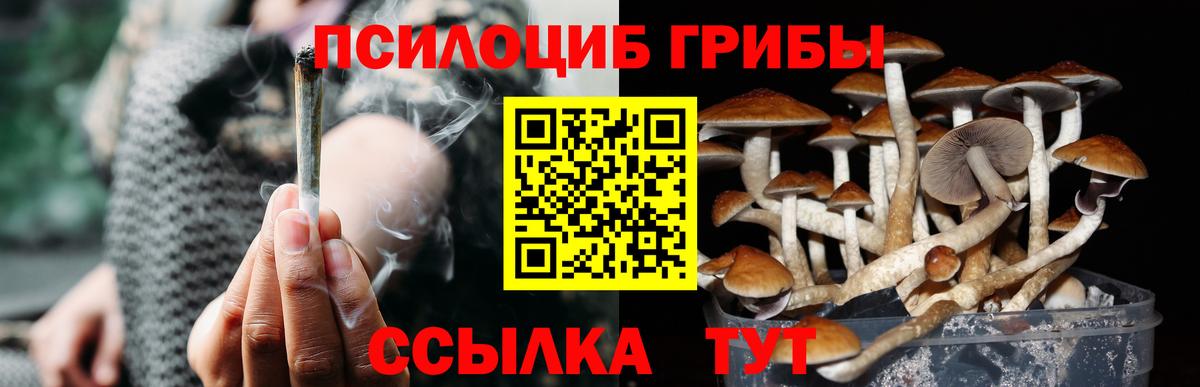 Галлюциногенные грибы Psilocybine cubensis Людиново